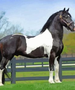 Friesian Horse Diamond Paintings