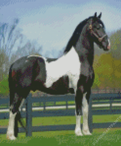 Friesian Horse Diamond Paintings