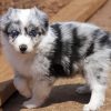 Australian Shepherd Puppy Diamond Paintings