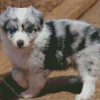 Australian Shepherd Puppy Diamond Paintings