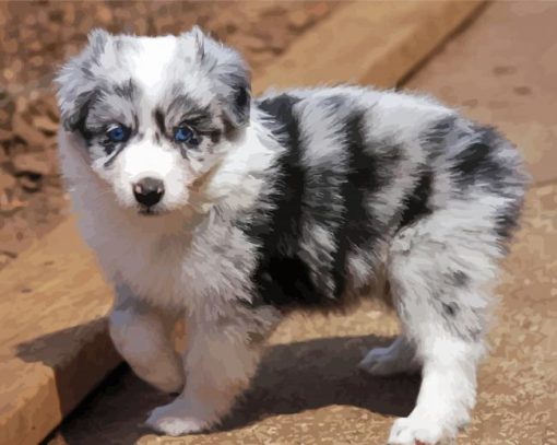 Australian Shepherd Puppy Diamond Paintings