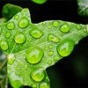 Ivy Leaf With Drops Diamond Paintings