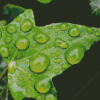 Ivy Leaf With Drops Diamond Paintings