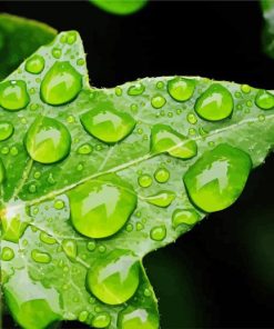 Ivy Leaf With Drops Diamond Paintings