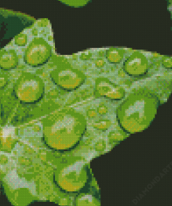 Ivy Leaf With Drops Diamond Paintings