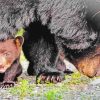 Bear And Cub Diamond Paintings