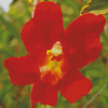 Red Monkey Flower Diamond Paintings