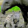 Tapir And Mom Diamond Paintings