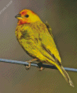 Yellow Finch Diamond Paintings