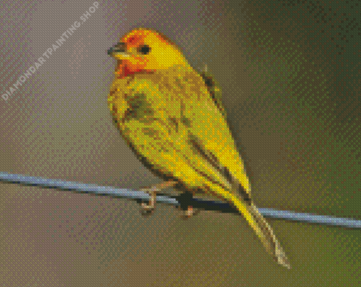 Yellow Finch Diamond Paintings