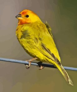 Yellow Finch Diamond Paintings