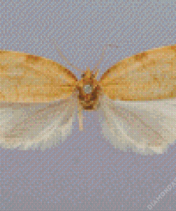 Aphelia Wings Diamond Paintings