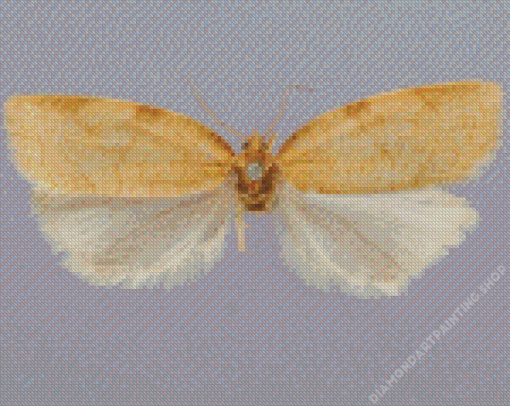 Aphelia Wings Diamond Paintings