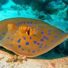 Beautiful Stingray Diamond Paintings