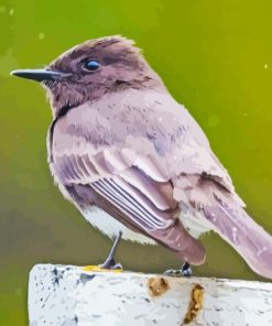 Black Phoebe Diamond Paintings