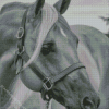 Black And White Horse Diamond Paintings