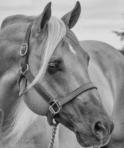 Black And White Horse Diamond Paintings