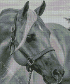 Black And White Horse Diamond Paintings