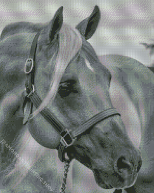 Black And White Horse Diamond Paintings