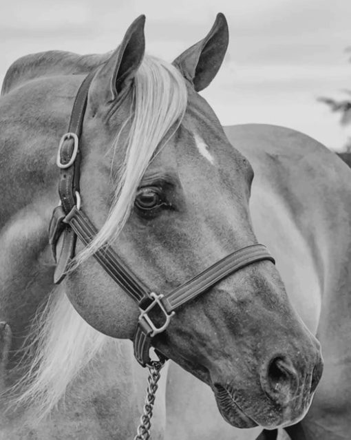 Black And White Horse Diamond Paintings