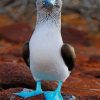 Blue Footed Booby Diamond Paintings