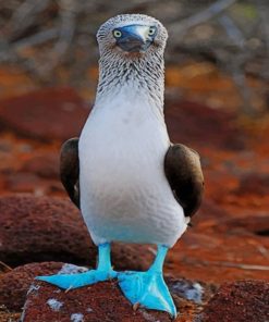 Blue Footed Booby Diamond Paintings