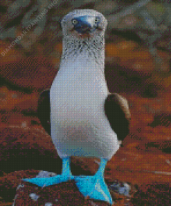 Blue Footed Booby Diamond Paintings