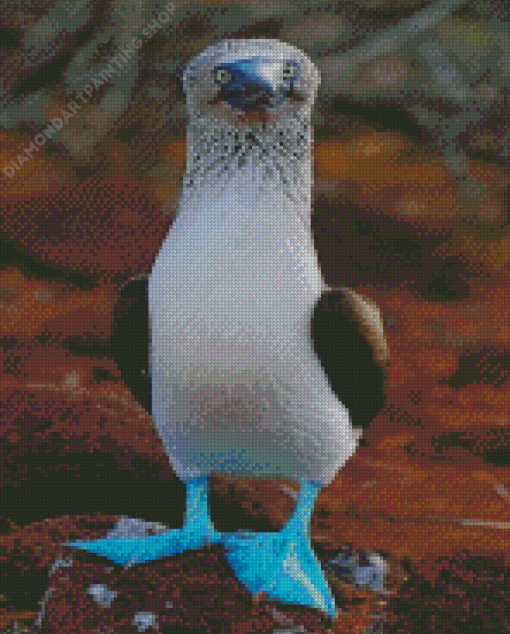 Blue Footed Booby Diamond Paintings