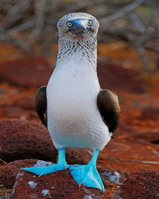 Blue Footed Booby Diamond Paintings