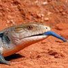 Blue Tongued Lizard Diamond Paintings