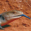 Blue Tongued Lizard Diamond Paintings