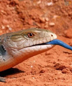 Blue Tongued Lizard Diamond Paintings