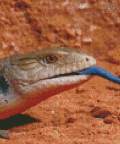 Blue Tongued Lizard Diamond Paintings