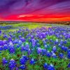 Wildflowers Landscape Diamond Paintings