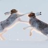 Hares In Snow Diamond Paintings