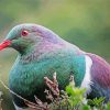 Kereru Head Diamond Paintings