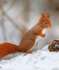 Squirrels Rodents Snow Diamond Paintings