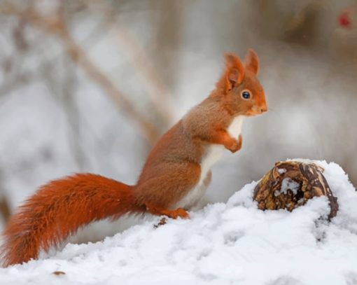 Squirrels Rodents Snow Diamond Paintings