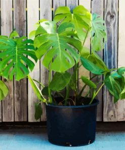 Monstera Pot Diamond Paintings