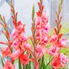 Pink Gladioli Diamond Paintings