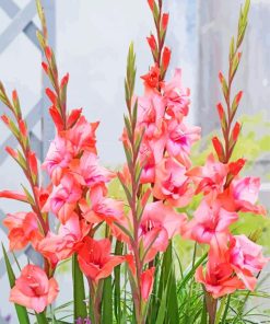 Pink Gladioli Diamond Paintings