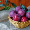 Plums Fruit Basket Diamond Paintings