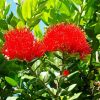 Pohutukawa Flower Diamond Paintings