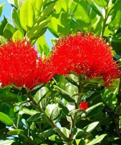 Pohutukawa Flower Diamond Paintings