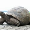 Seychelles Giant Tortoise Diamond Paintings