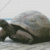 Seychelles Giant Tortoise Diamond Paintings