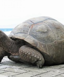 Seychelles Giant Tortoise Diamond Paintings