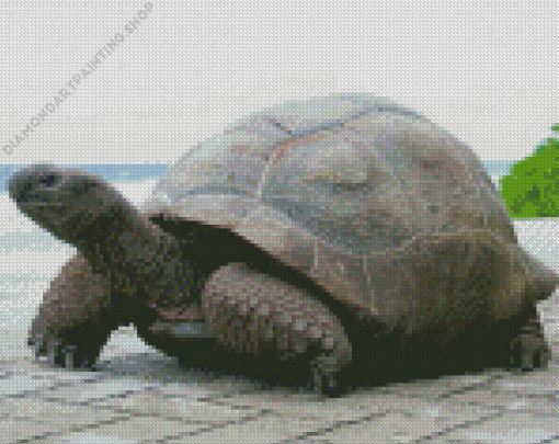 Seychelles Giant Tortoise Diamond Paintings