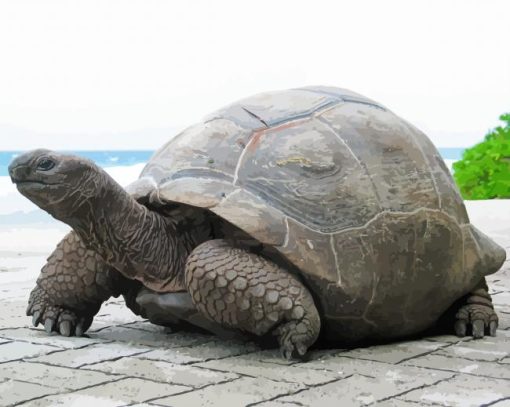 Seychelles Giant Tortoise Diamond Paintings