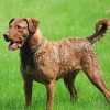 Chesapeake Retriever Diamond Paintings